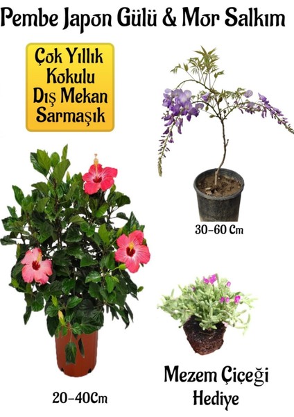 Pembe Japon Gülü Çiçeği+Mor Salkım Ağacı Fidanı Mezem Çiçeği Bahçe Peyzaj Seti