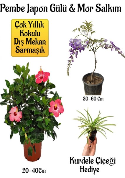 Pembe Japon Gülü Çiçeği+Mor Salkım Ağacı Fidanı Kurdele Çiçeği Bahçe Peyzaj Seti