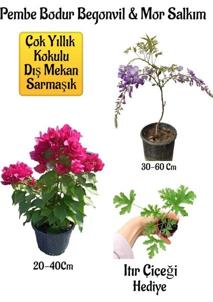 Pembe Bodur Begonvil+Mor Salkım Ağacı Fidanı Itır Çiçeği Bahçe Peyzaj Seti