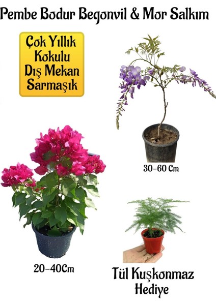 Pembe Bodur Begonvil+Mor Salkım Ağacı Fidanı Tül Kuşkonmaz Bahçe Peyzaj Seti