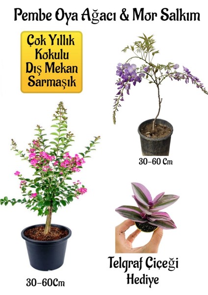 Pembe Oya Ağacı Fidanı+Mor Salkım Ağacı Fidanı Telgraf Çiçeği Bahçe Peyzaj Seti