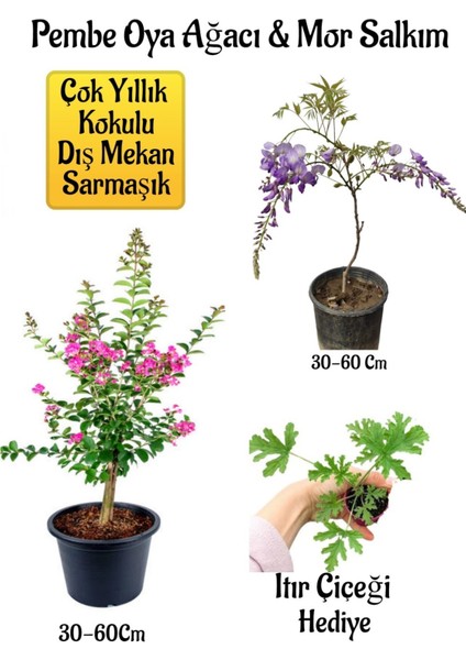 Pembe Oya Ağacı Fidanı+Mor Salkım Ağacı Fidanı Itır Çiçeği Bahçe Peyzaj Seti