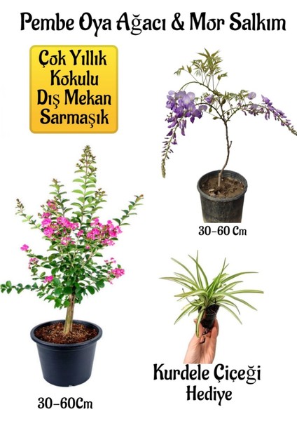Pembe Oya Ağacı Fidanı+Mor Salkım Ağacı Fidanı Kurdele Çiçeği Bahçe Peyzaj Seti