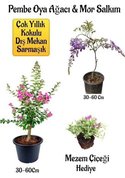 Pembe Oya Ağacı Fidanı+Mor Salkım Ağacı Fidanı Mezem Çiçeği Bahçe Peyzaj Seti