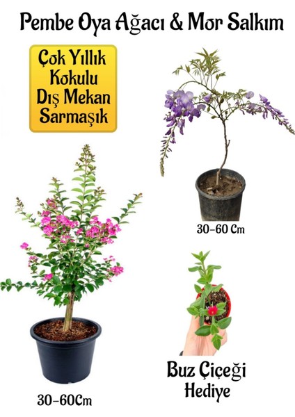 Pembe Oya Ağacı Fidanı+Mor Salkım Ağacı Fidanı Buz Çiçeği Bahçe Peyzaj Seti