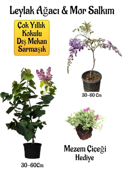 Yoğun Kokulu Leylak Ağacı Fidanı+Mor Salkım Ağacı Fidanı Mezem Çiçeği Peyzaj Seti