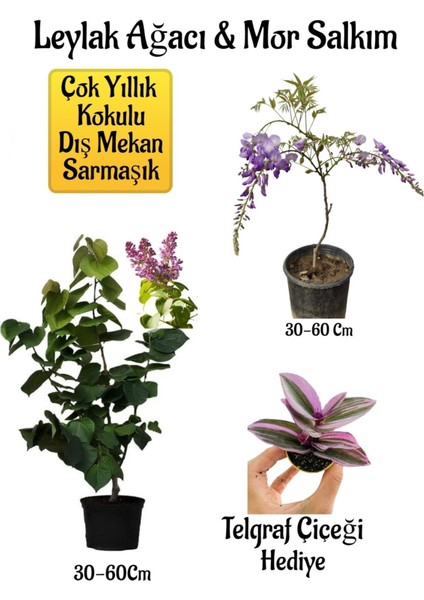 Yoğun Kokulu Leylak Ağacı Fidanı+Mor Salkım Ağacı Fidanı Telgraf Çiçeği Peyzaj Seti