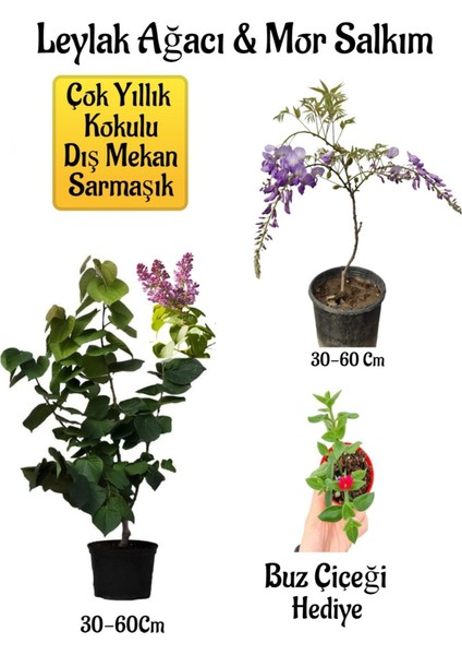Yoğun Kokulu Leylak Ağacı Fidanı+Mor Salkım Ağacı Fidanı Buz Çiçeği Peyzaj Seti