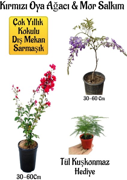 Kırmızı Oya Ağacı Fidanı+Mor Salkım Ağacı Fidanı Tül Kuşkonmaz Bahçe Peyzaj Seti