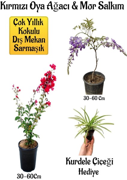 Kırmızı Oya Ağacı Fidanı+Mor Salkım Ağacı Fidanı Kurdele Çiçeği Bahçe Peyzaj Seti