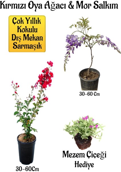 Serada Decor Plant Kırmızı Oya Ağacı Fidanı+Mor Salkım Ağacı Fidanı Mezem Çiçeği Bahçe Peyzaj Seti