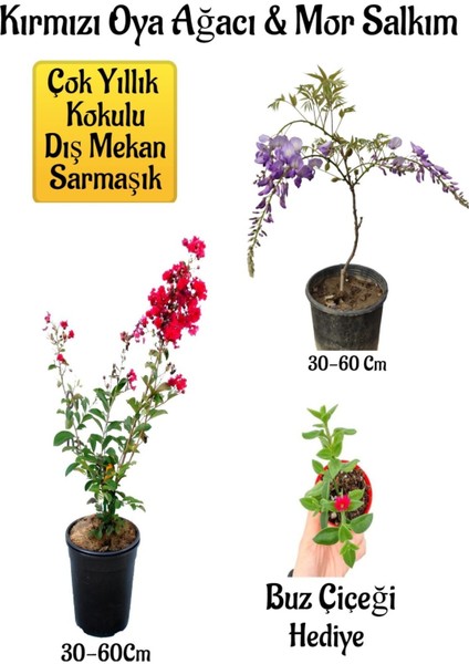 Kırmızı Oya Ağacı Fidanı+Mor Salkım Ağacı Fidanı Buz Çiçeği Bahçe Peyzaj Seti