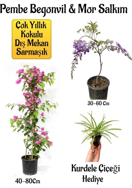 Pembe Begonvil Çiçeği+Mor Salkım Ağacı Fidanı Kurdele Çiçeği Bahçe Peyzaj Seti