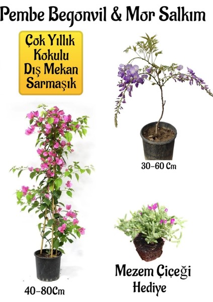 Pembe Begonvil Çiçeği+Mor Salkım Ağacı Fidanı Mezem Çiçeği Bahçe Peyzaj Seti