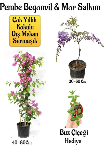 Pembe Begonvil Çiçeği+Mor Salkım Ağacı Fidanı Buz Çiçeği Bahçe Peyzaj Seti