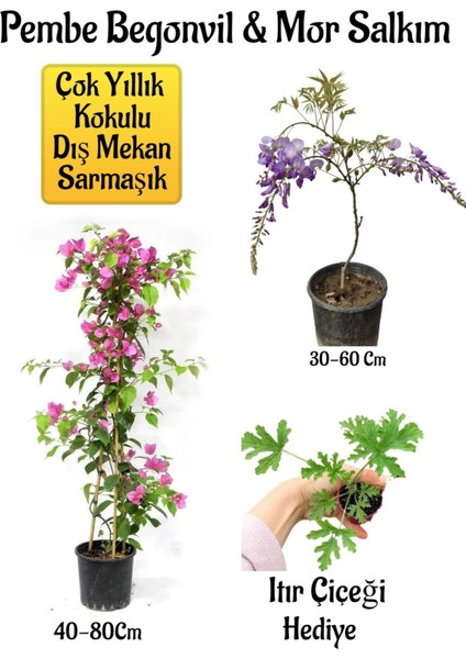 Pembe Begonvil Çiçeği+Mor Salkım Ağacı Fidanı Itır Çiçeği Bahçe Peyzaj Seti