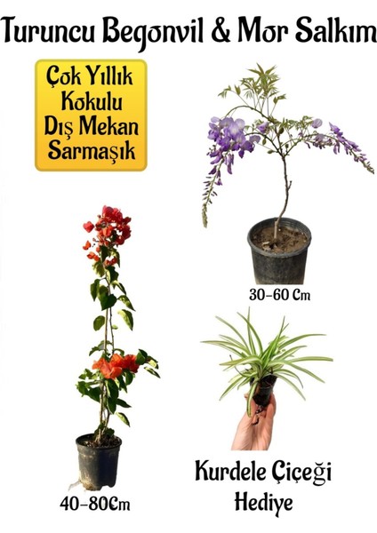 Turuncu Begonvil Çiçeği+Mor Salkım Ağacı Fidanı Kurdele Çiçeği Bahçe Peyzaj Seti