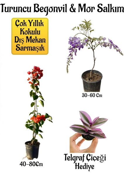Turuncu Begonvil Çiçeği+Mor Salkım Ağacı Fidanı Telgraf Çiçeği Bahçe Peyzaj Seti