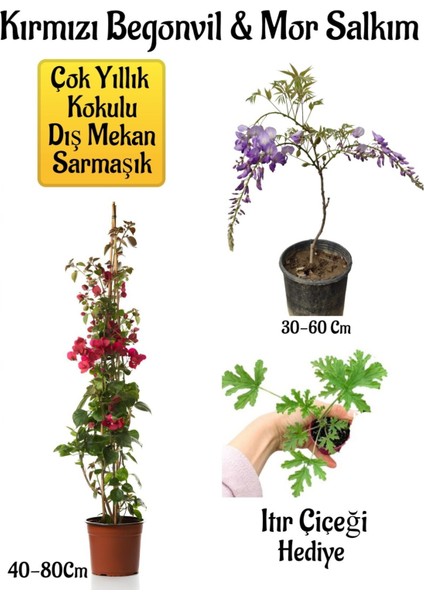 Kırmızı Begonvil Çiçeği+Mor Salkım Ağacı Fidanı Itır Çiçeği Bahçe Peyzaj Seti