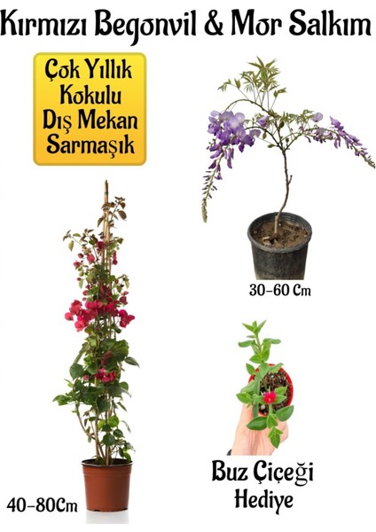 Kırmızı Begonvil Çiçeği+Mor Salkım Ağacı Fidanı Buz Çiçeği Bahçe Peyzaj Seti