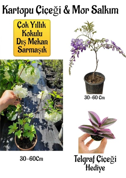 Kokulu Kartopu Çiçeği+Mor Salkım Ağacı Fidanı Telgraf Çiçeği Peyzaj Seti