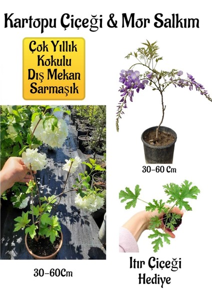 Kokulu Kartopu Çiçeği+Mor Salkım Ağacı Fidanı Itır Çiçeği Peyzaj Seti
