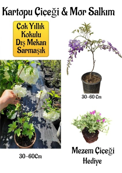 Kokulu Kartopu Çiçeği+Mor Salkım Ağacı Fidanı Mezem Çiçeği Peyzaj Seti