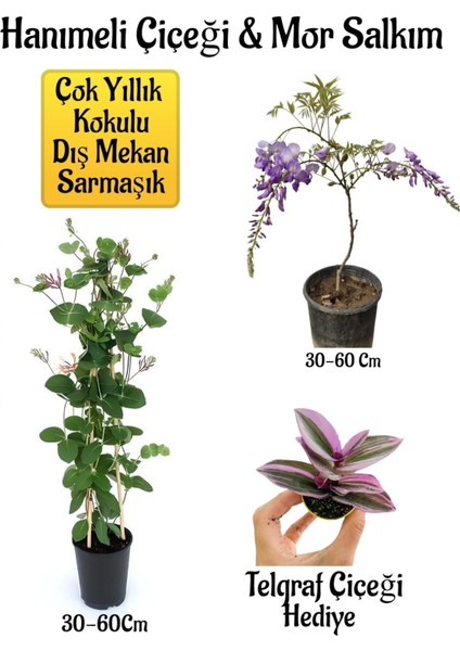 Kokulu Hanımeli Çiçeği+Mor Salkım Ağacı Fidanıtelgraf Çiçeği Peyzaj Seti