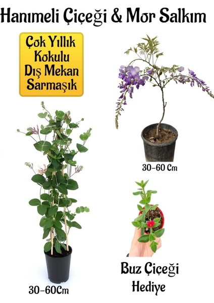 Serada Decor Plant Kokulu Hanımeli Çiçeği+Mor Salkım Ağacı Fidanıbuz Çiçeği Peyzaj Seti