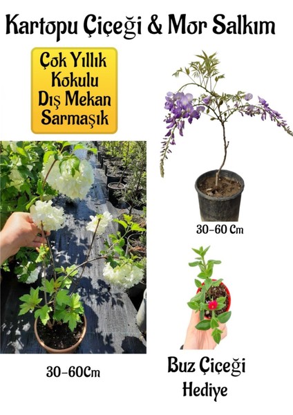 Serada Decor Plant Kokulu Hanımeli Çiçeği+Mor Salkım Ağacı Fidanıbuz Çiçeği Peyzaj Seti