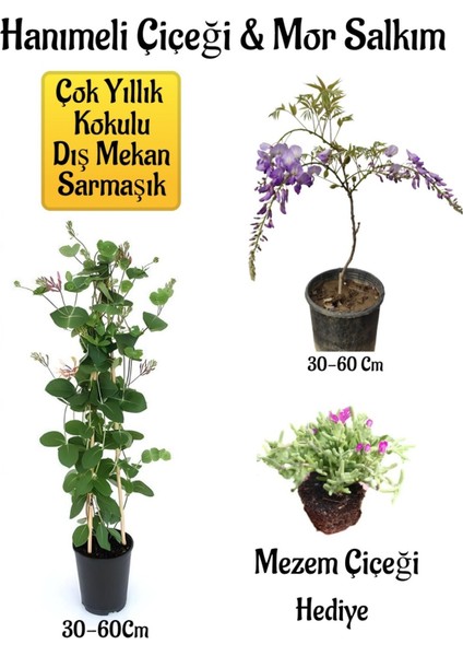 Kokulu Hanımeli Çiçeği+Mor Salkım Ağacı Fidanı Mezem Çiçeği Peyzaj Seti