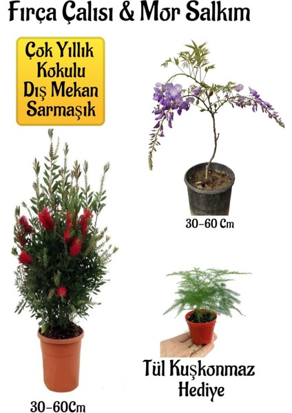 Fırça Çalısı Fidanı+Mor Salkım Ağacı Fidanı Tül Kuşkonmaz Peyzaj Seti