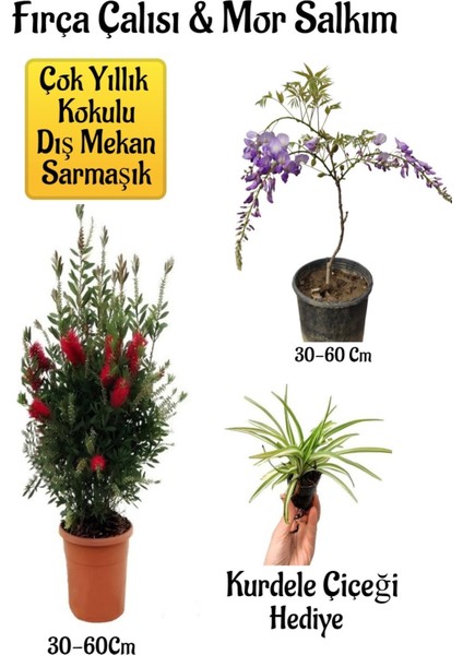 Serada Decor Plant Fırça Çalısı Fidanı+Mor Salkım Ağacı Fidanı Kurdele Çiçeği Peyzaj Seti