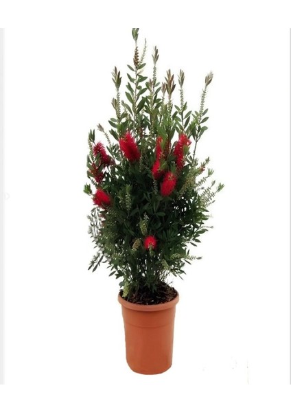 Serada Decor Plant Fırça Çalısı Fidanı+Mor Salkım Ağacı Fidanı Kurdele Çiçeği Peyzaj Seti