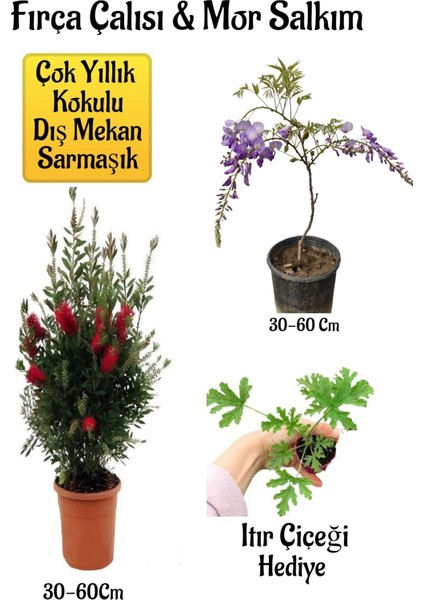 Fırça Çalısı Fidanı+Mor Salkım Ağacı Fidanı Itır Çiçeği Peyzaj Seti