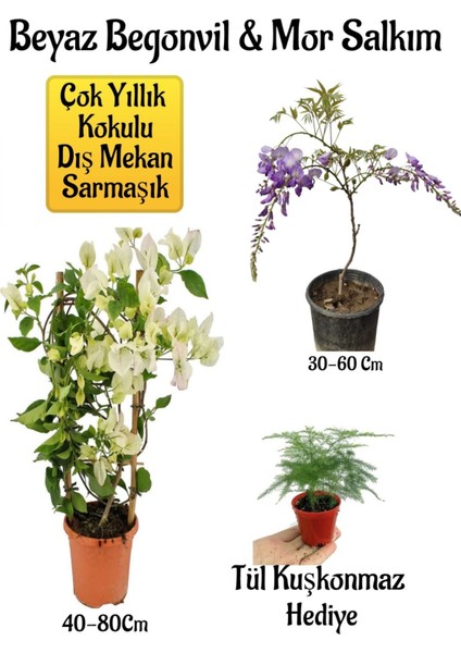 Beyaz Begonvil Çiçeği+Mor Salkım Ağacı Fidanı Tül Kuşkonmaz Bahçe Peyzaj Seti
