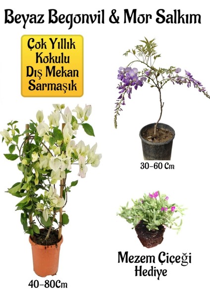 Beyaz Begonvil Çiçeği+Mor Salkım Ağacı Fidanı Mezem Çiçeği Bahçe Peyzaj Seti