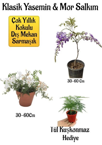 Mis Kokulu Klasik Yasemin+Mor Salkım Ağacı Fidanı Tül Kuşkonmaz Peyzaj Seti