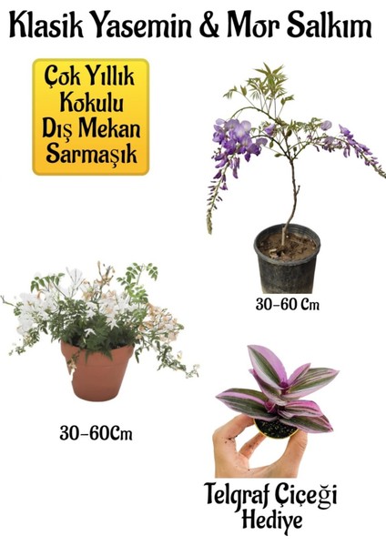 Mis Kokulu Klasik Yasemin Çiçeği+Mor Salkım Ağacı Fidanı Telgraf Çiçeği Peyzaj Seti