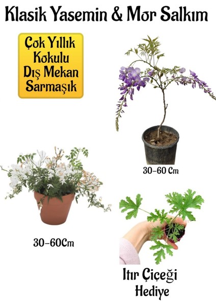 Mis Kokulu Klasik Yasemin Çiçeği+Mor Salkım Ağacı Fidanı Itır Çiçeği Peyzaj Seti
