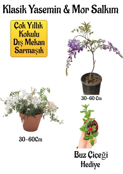 Mis Kokulu Klasik Yasemin Çiçeği+Mor Salkım Ağacı Fidanı Buz Çiçeği Peyzaj Seti