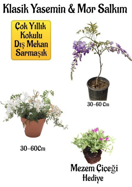 Mis Kokulu Klasik Yasemin Çiçeği+Mor Salkım Ağacı Fidanı Mezem Çiçeği Peyzaj Seti