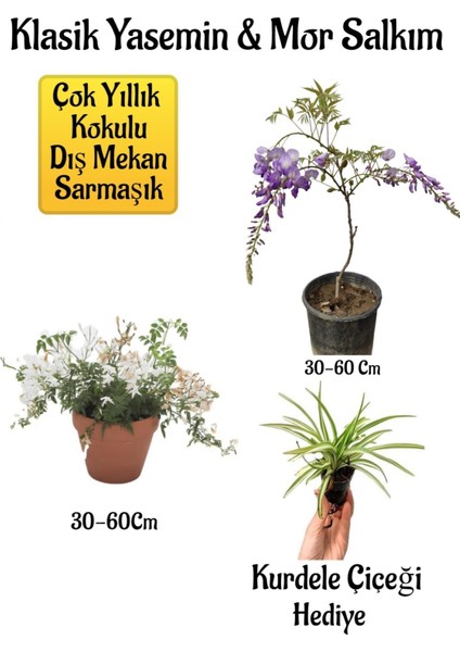 Mis Kokulu Klasik Yasemin Çiçeği+Mor Salkım Ağacı Fidanı Kurdele Çiçeği Peyzaj Seti