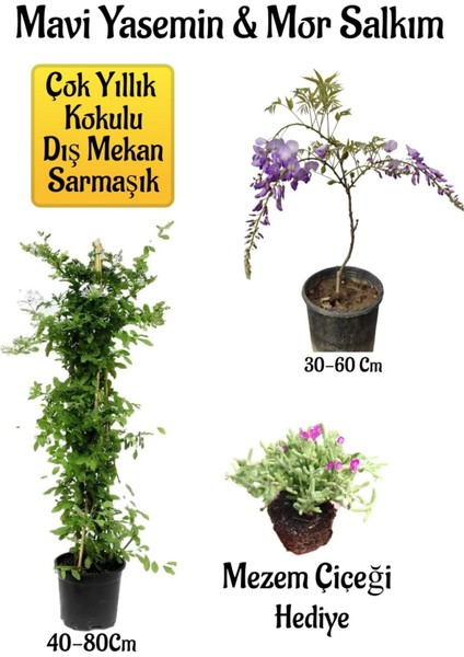 Mavi Yasemin Çiçeği+Mor Salkım Ağacı Fidanı Mezem Çiçeği Peyzaj Seti