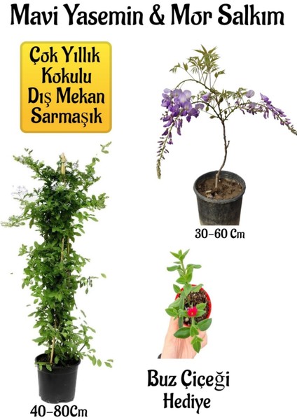 Mavi Yasemin Çiçeği+Mor Salkım Ağacı Fidanı Buz Çiçeği Peyzaj Seti