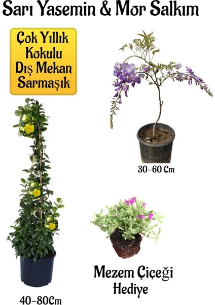 Sarı Yasemin Çiçeği+Mor Salkım Ağacı Fidanı+Mezem Çiçeği Peyzaj Seti