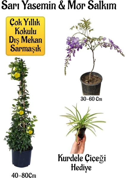 Sarı Yasemin Çiçeği+Mor Salkım Ağacı Fidanı+ Kurdele Çiçeği Peyzaj Seti