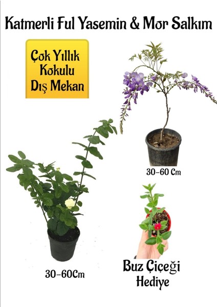 Kokulu Katmerli Ful Yasemin Çiçeği+Mor Salkım Ağacı Fidanı Buz Çiçeği Peyzaj Seti