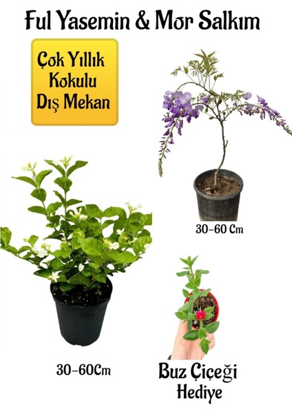 Kokulu Ful Yasemin Çiçeği+Mor Salkım Ağacı Fidanı Buz Çiçeği Peyzaj Seti