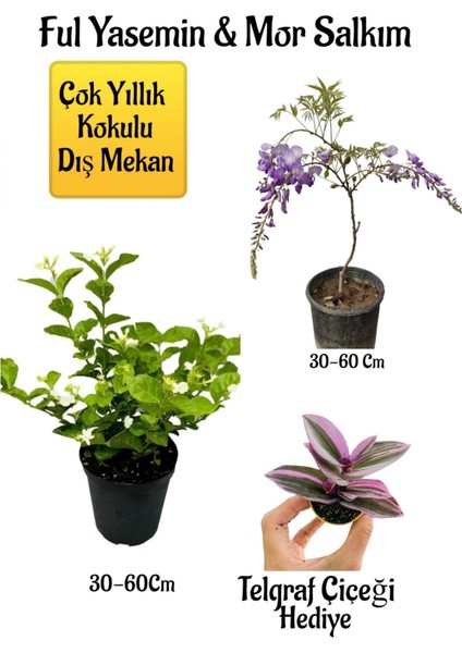 Kokulu Ful Yasemin Çiçeği+Mor Salkım Ağacı Fidanıtelgraf Çiçeği Peyzaj Seti